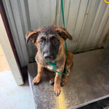 LEMON 26-07-083 -  Shepherd Dog for Adoption in Bastrop, Texas - LEMON 26-07-083 | PetCurious