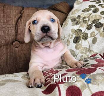 Hound and Labrador Retriever Dogs Available for Adoption - Pluto Space | PetCurious