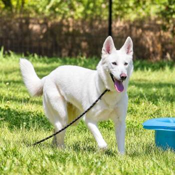 Snow -  Husky Dog for Adoption in Pahrump, Nevada - Snow | PetCurious