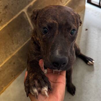 Rescue Mountain Cur Dogs for Adoption in Clarksdale, Mississippi - Ladybug | PetCurious