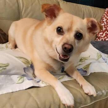 Rescue Shiba Inu Dogs for Adoption in Cherry Hill Township, New Jersey - Milo | PetCurious