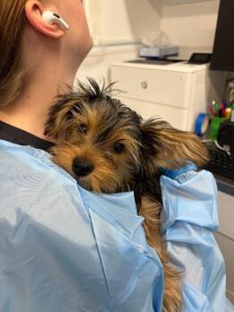 Prince -  Yorkshire Terrier Dog for Adoption in Fruit Heights, Utah - Prince | PetCurious