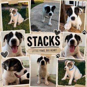Stacks -  Border Collie Dog for Adoption in Sacramento, California - Stacks | PetCurious