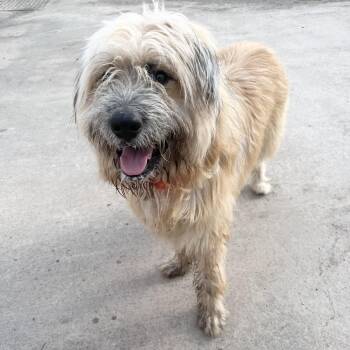 Perfect Oliver -  Wheaten Terrier and Standard Poodle Dog for Adoption in Burlington, North Carolina - Perfect Oliver | PetCurious