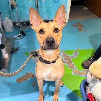 Feather -  Mixed Breed Dog for Adoption in Rocky Mount, Virginia - Feather | PetCurious