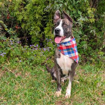 Gizmo -  Hound Dog for Adoption in Angleton, Texas - Gizmo | PetCurious