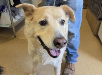 CODY -  German Shepherd Dog Dog for Adoption in San Clemente, California - CODY | PetCurious