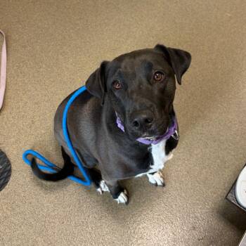 Dutchess -  Labrador Retriever and Mixed Breed Dog for Adoption in Council Bluffs, Iowa - Dutchess | PetCurious
