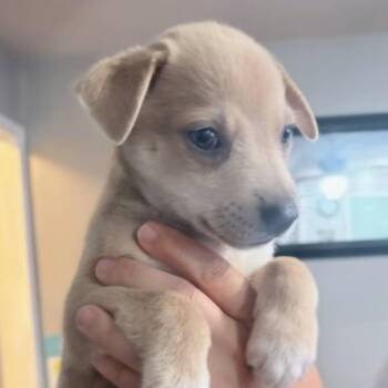 Johnny Cash -  Husky and Mixed Breed Dog for Adoption in Peculiar, Missouri - Johnny Cash | PetCurious