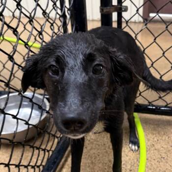 Black Labrador Retriever Dogs Available for Adoption in Jacksonville, Arkansas - Thelma | PetCurious