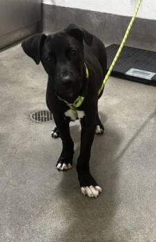 OWEN -  Pit Bull Terrier Dog for Adoption - OWEN | PetCurious
