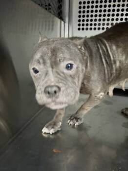 Rescue American Bulldog and Mixed Breed Dogs for Adoption in Fort Worth, Texas - 59822955 | PetCurious