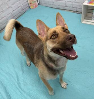 Honey Williams -  German Shepherd Dog and Husky Dog for Adoption in Detroit, Michigan - Honey Williams | PetCurious