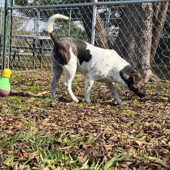 Rescue Mixed Breed Dogs for Adoption in Denison, Texas - Jackson | PetCurious