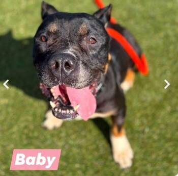 Baby -  Pit Bull Terrier Dog for Adoption - Baby | PetCurious