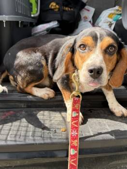 Tansy -  Beagle Dog for Adoption in Hanson, Massachusetts - Tansy | PetCurious