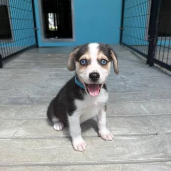 Earl -  Beagle and Mixed Breed Dog for Adoption in Bradenton, Florida - Earl | PetCurious