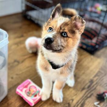 Husky and Mixed Breed Dogs Available for Adoption - Halo | PetCurious