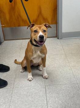 26-0595D -  Mixed Breed Dog for Adoption in Sorrento, Louisiana - 26-0595D | PetCurious