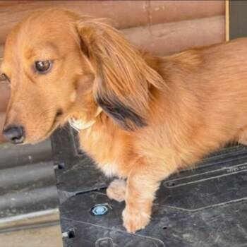 Lilo -  Dachshund Dog for Adoption - Lilo | PetCurious