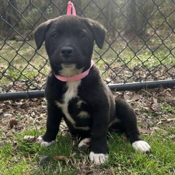 Labrador Retriever Dogs Available for Adoption - (Found) Stuart Little | PetCurious