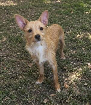 Yorkshire Terrier and Chihuahua Dogs Available for Adoption in Troy, Alabama - Abbott | PetCurious