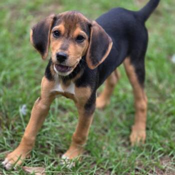 Jack -  Hound Dog for Adoption in Wiggins, Mississippi - Jack | PetCurious