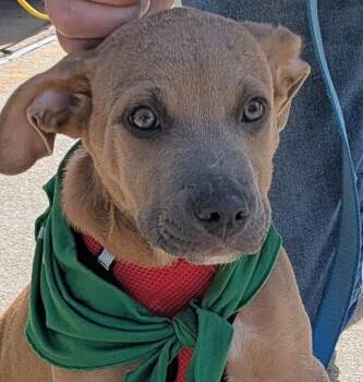 Rescue Hound Dogs for Adoption in Lambertville, New Jersey - Danny | PetCurious