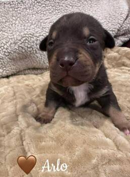 Mixed Breed Dogs Available for Adoption - Arlo | PetCurious