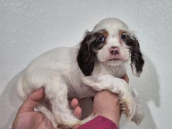 Cocker Spaniel Dogs Available for Adoption - Persephone | PetCurious