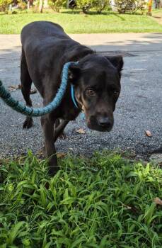 Pen 145c Blackie -  Labrador Retriever Dog for Adoption in Lawrenceville, Georgia - Pen 145c Blackie | PetCurious