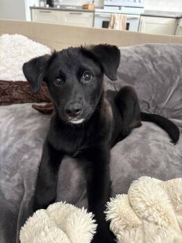 Rescue Norwegian Elkhound Dogs for Adoption in Clarksburg, Ontario - Willow | PetCurious