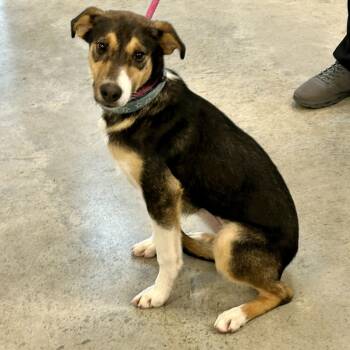 Whippet and Beagle Dogs Available for Adoption - Lizzie 2026 | PetCurious