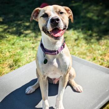 Rescue Pit Bull Terrier and Shepherd Dogs for Adoption in Detroit, Michigan - Baby | PetCurious