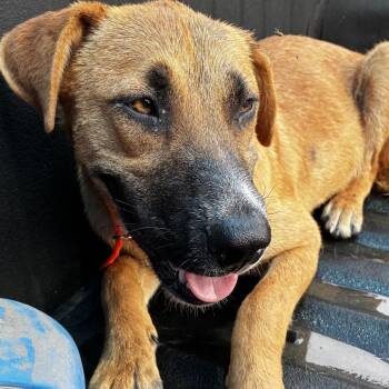Shepherd Dogs Available for Adoption in Edinburg, Texas - Kilo (Sweetheart) | PetCurious