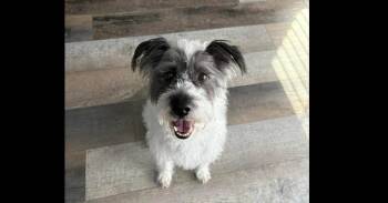 Wire Fox Terrier and Poodle Dogs Available for Adoption in Youngsville, North Carolina - Chase | PetCurious