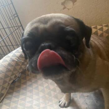 Cronk BW -  Pug Dog for Adoption in Austin, Texas - Cronk BW | PetCurious