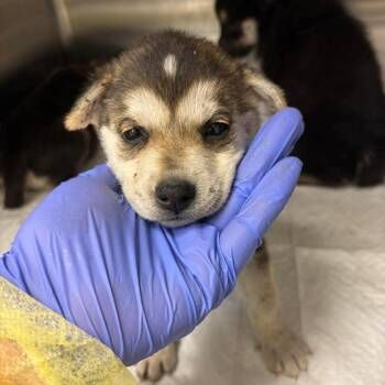 Husky and Shepherd Dogs Available for Adoption in Bastrop, Texas - Hailey 26-05-122 | PetCurious