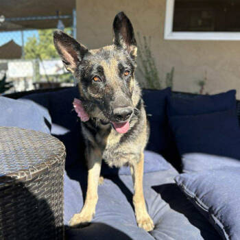 Rescue German Shepherd Dog Dogs for Adoption in Ramona, California - Bombay | PetCurious