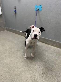 MAERCEY -  Pit Bull Terrier Dog for Adoption in Las Vegas, Nevada - MAERCEY | PetCurious