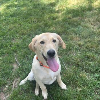 Ryder -  Golden Retriever and Labrador Retriever Dog for Adoption in Kutztown, Pennsylvania - Ryder | PetCurious