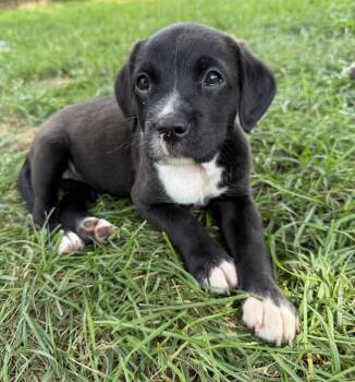 Crumpet -  American Bully Dog for Adoption in Lisbon, Iowa - Crumpet | PetCurious