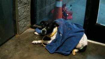 Rescue Pit Bull Terrier and Mixed Breed Dogs for Adoption in Tulsa, Oklahoma - PANDA | PetCurious