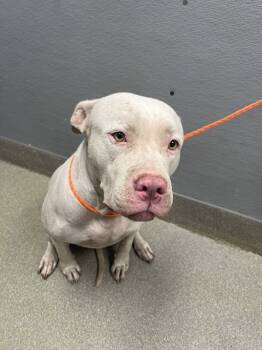 Rescue Pit Bull Terrier Dogs for Adoption in Las Vegas, Nevada - HARLEY | PetCurious