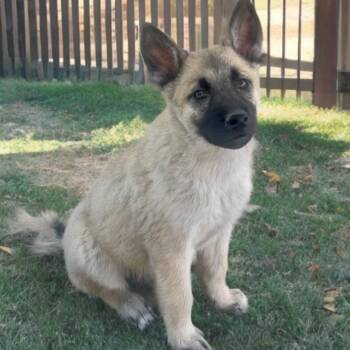 German Shepherd Dog and Husky Dogs Available for Adoption in Las Vegas, Nevada - Colby | PetCurious