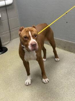 Pit Bull Terrier Dogs Available for Adoption - SIR LAVABO | PetCurious