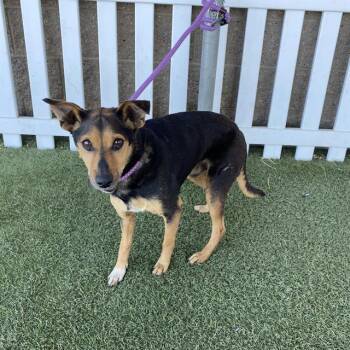 MUSHU -  Miniature Pinscher and Mixed Breed Dog for Adoption in Modesto, California - MUSHU | PetCurious
