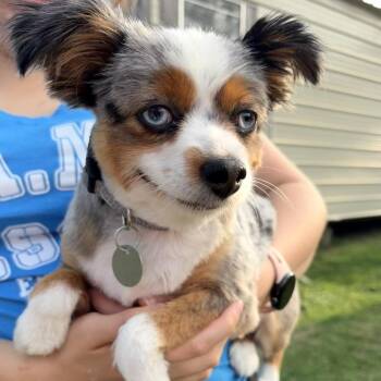 Papillon and Australian Shepherd Dogs Available for Adoption in Houston, Texas - Izzy Marie | PetCurious