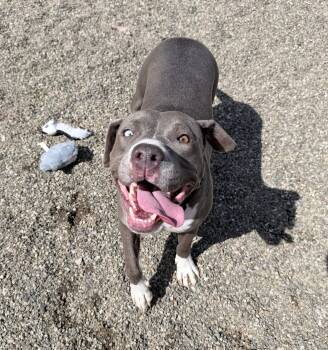 Mixed Breed Dogs Available for Adoption in Brooks, Maine - Tiffany  | PetCurious