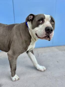 Pit Bull Terrier and Mixed Breed Dogs Available for Adoption in New Orleans, Louisiana - Memphis | PetCurious